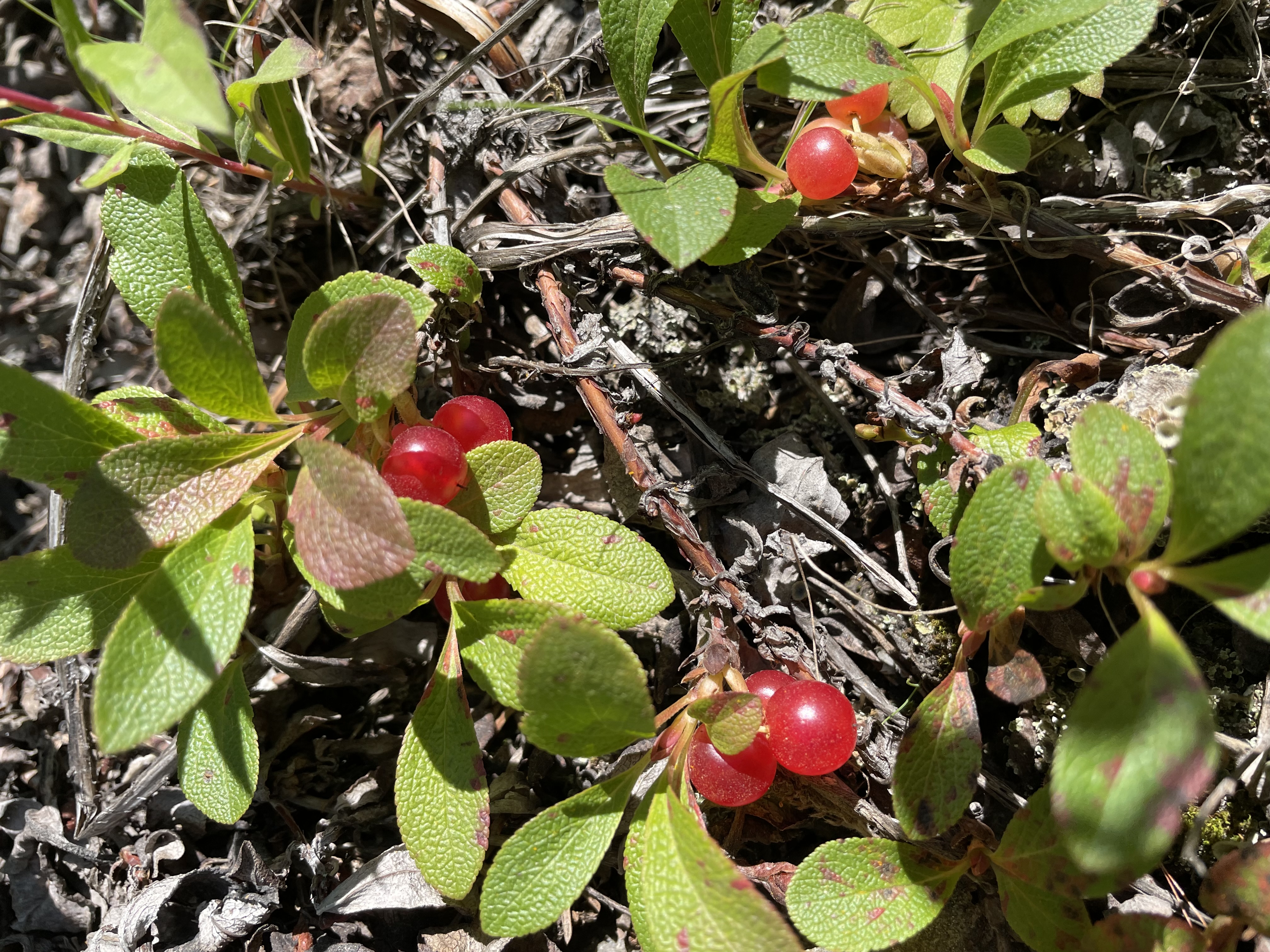 bear-berry.jpeg